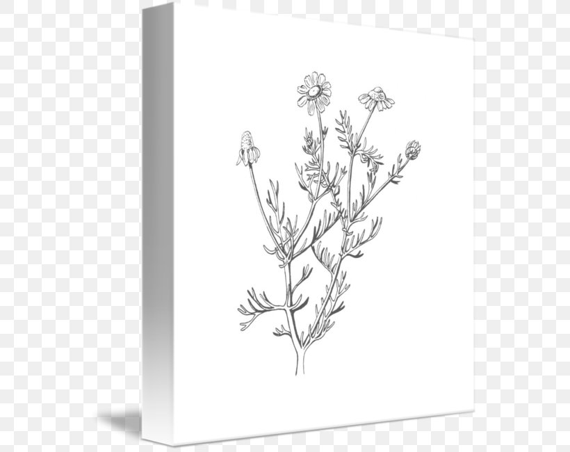 Chamomile Drawing Flower, PNG, 559x650px, Chamomile, Art, Black And White, Body Jewelry, Botany Download Free