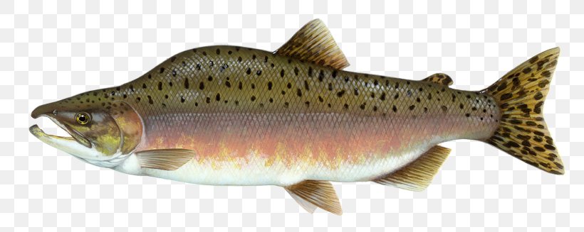 Pink Salmon Chinook Salmon Coho Salmon Fish, PNG, 800x327px, Pink Salmon, Animal Figure, Bony Fish, Brook Trout, Carp Download Free