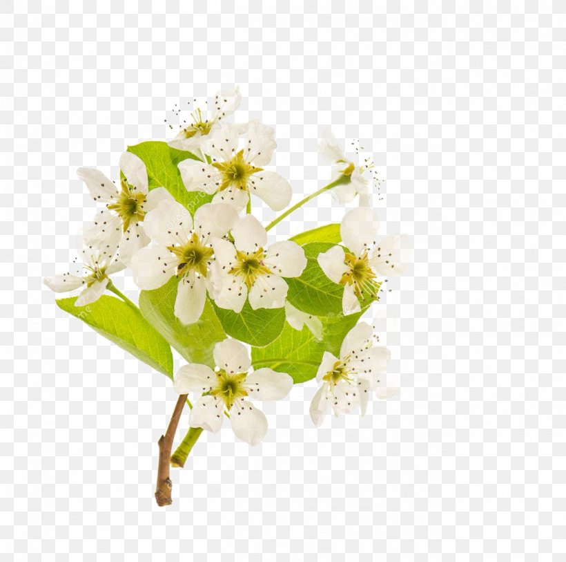 Stock Photography Blossom Pear Royalty-free, PNG, 1311x1300px, Stock Photography, Blossom, Branch, Cherry Blossom, Cut Flowers Download Free