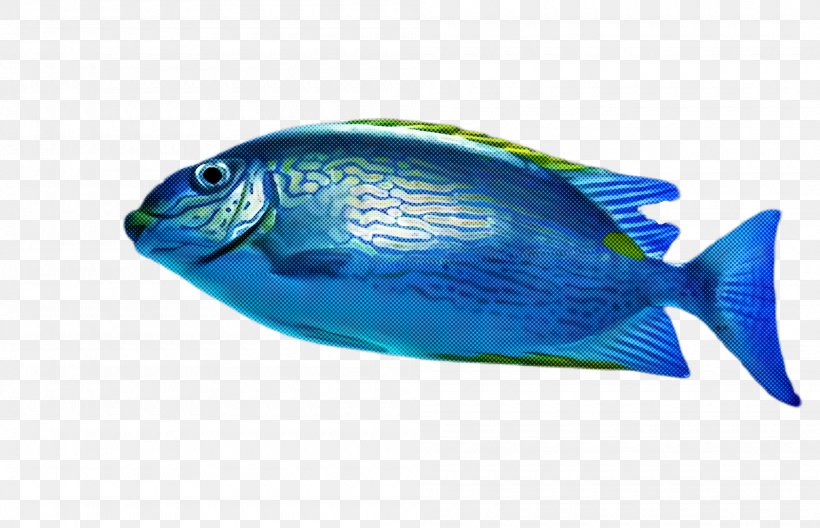 Fish Fish Blue Pomacentridae Turquoise, PNG, 2000x1288px, Fish, Blue, Bonyfish, Electric Blue, Parrotfish Download Free