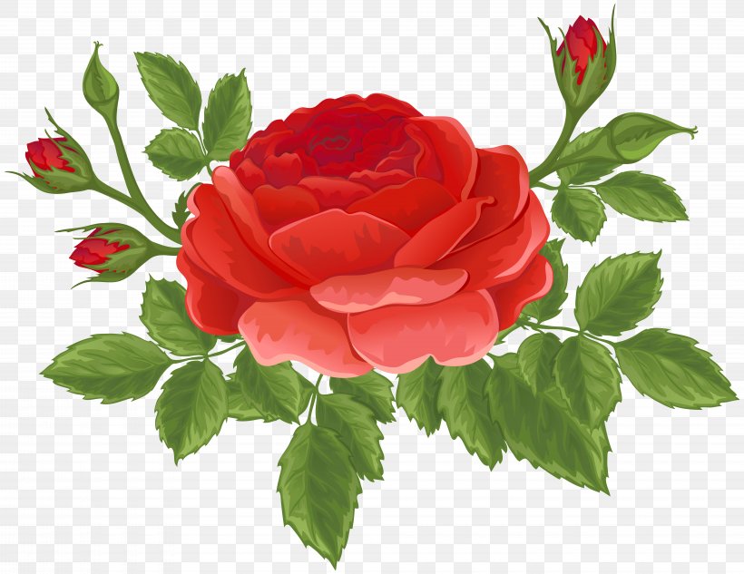 Garden Roses Centifolia Roses Clip Art, PNG, 8000x6183px, Garden Roses, Blog, Bud, Centifolia Roses, China Rose Download Free