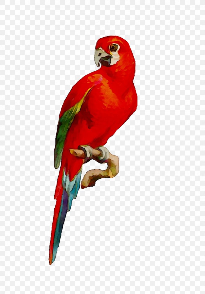 Macaw Loriini Parakeet Pet Beak, PNG, 866x1238px, Macaw, Beak, Bird, Budgie, Loriini Download Free