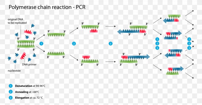 Real-time Polymerase Chain Reaction DNA Polymerase, PNG, 2000x1043px, Polymerase Chain Reaction, Area, Brand, Chain Reaction, Chemical Reaction Download Free