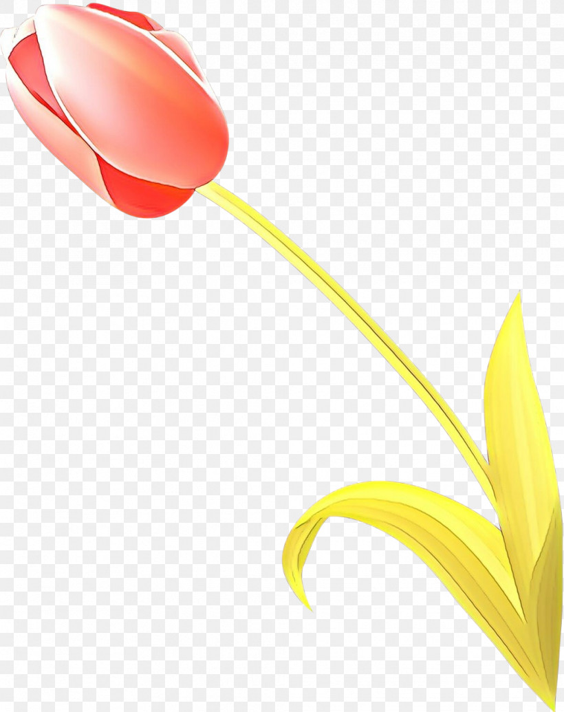 Yellow Tulip Flower Plant Lily Family, PNG, 1014x1280px, Yellow, Flower, Lily Family, Petal, Plant Download Free