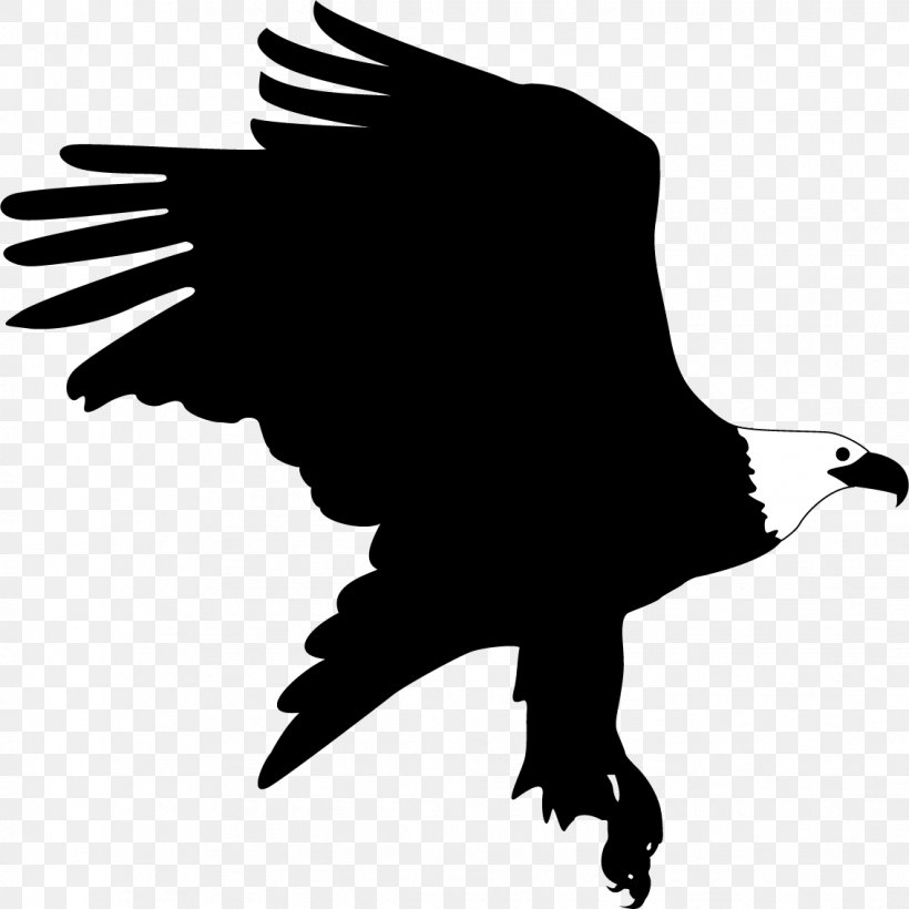 Bald Eagle Bird, PNG, 1135x1136px, Bald Eagle, Beak, Bird, Bird Of Prey, Black And White Download Free