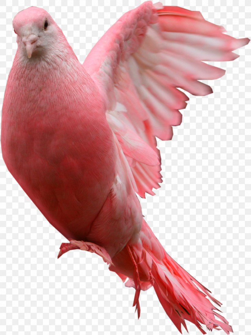 Domestic Pigeon Columbidae Bird Cockatoo, PNG, 1251x1667px, Watercolor, Cartoon, Flower, Frame, Heart Download Free