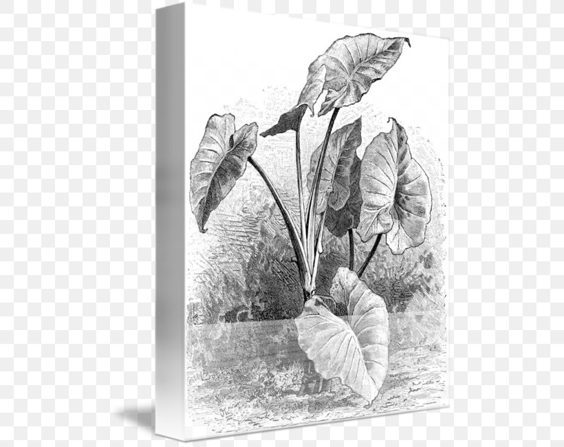 Drawing Taro Cuisine Of Hawaii Plant, PNG, 499x650px, Drawing, Art, Artwork, Black And White, Cuisine Of Hawaii Download Free