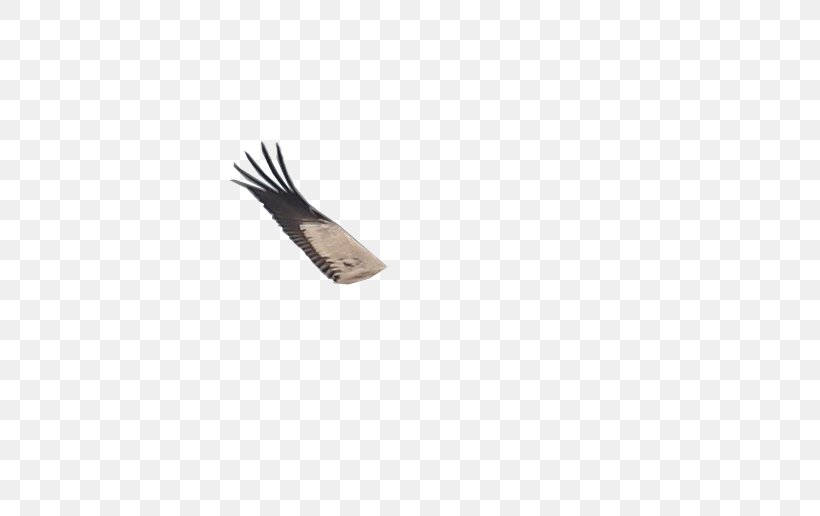 Feather, PNG, 736x516px, Feather Download Free