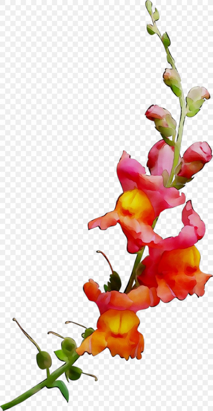 Floral Design Cut Flowers Plant Stem, PNG, 1125x2167px, Floral Design, Botany, Branching, Cut Flowers, Flower Download Free