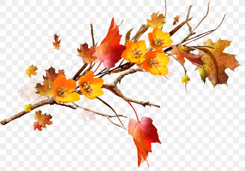 Maple Leaf Twig Flower Clip Art, PNG, 3353x2344px, Maple Leaf, Autumn, Blossom, Branch, Deciduous Download Free