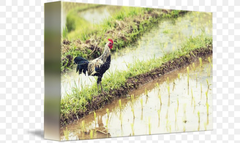 Rooster Fauna Chicken As Food Beak, PNG, 650x489px, Rooster, Beak, Bird, Chicken, Chicken As Food Download Free