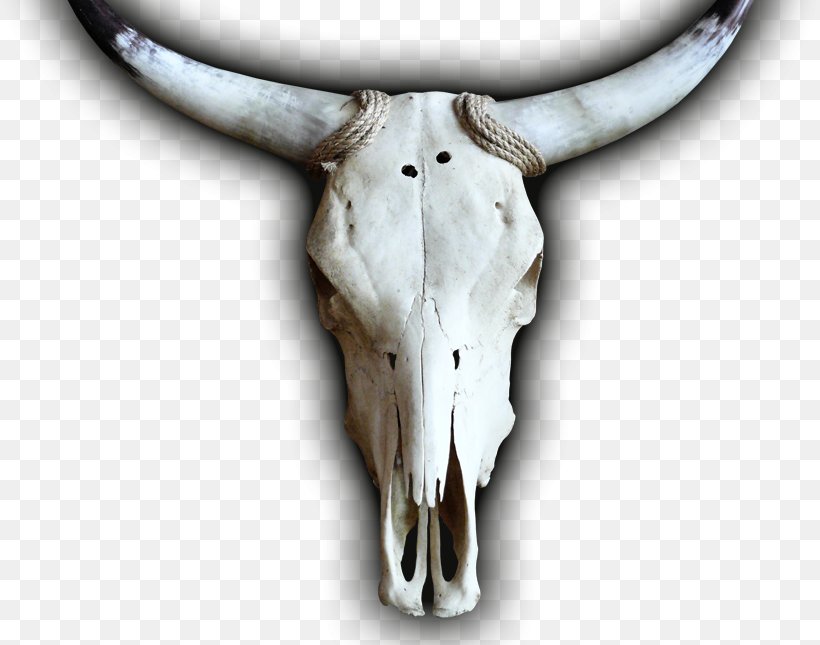 Cattle Skull Jeffrey Horn, PNG, 820x645px, Cattle, Antler, Bone, Cattle Like Mammal, Cow Goat Family Download Free
