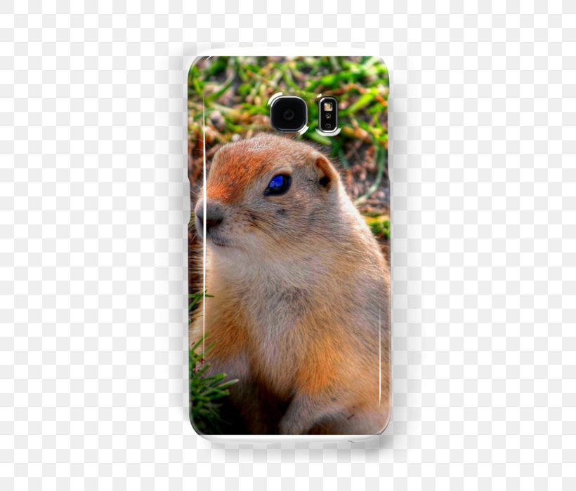 Chipmunk Prairie Dog Richardson's Ground Squirrel Fauna, PNG, 500x700px, Watercolor, Cartoon, Flower, Frame, Heart Download Free