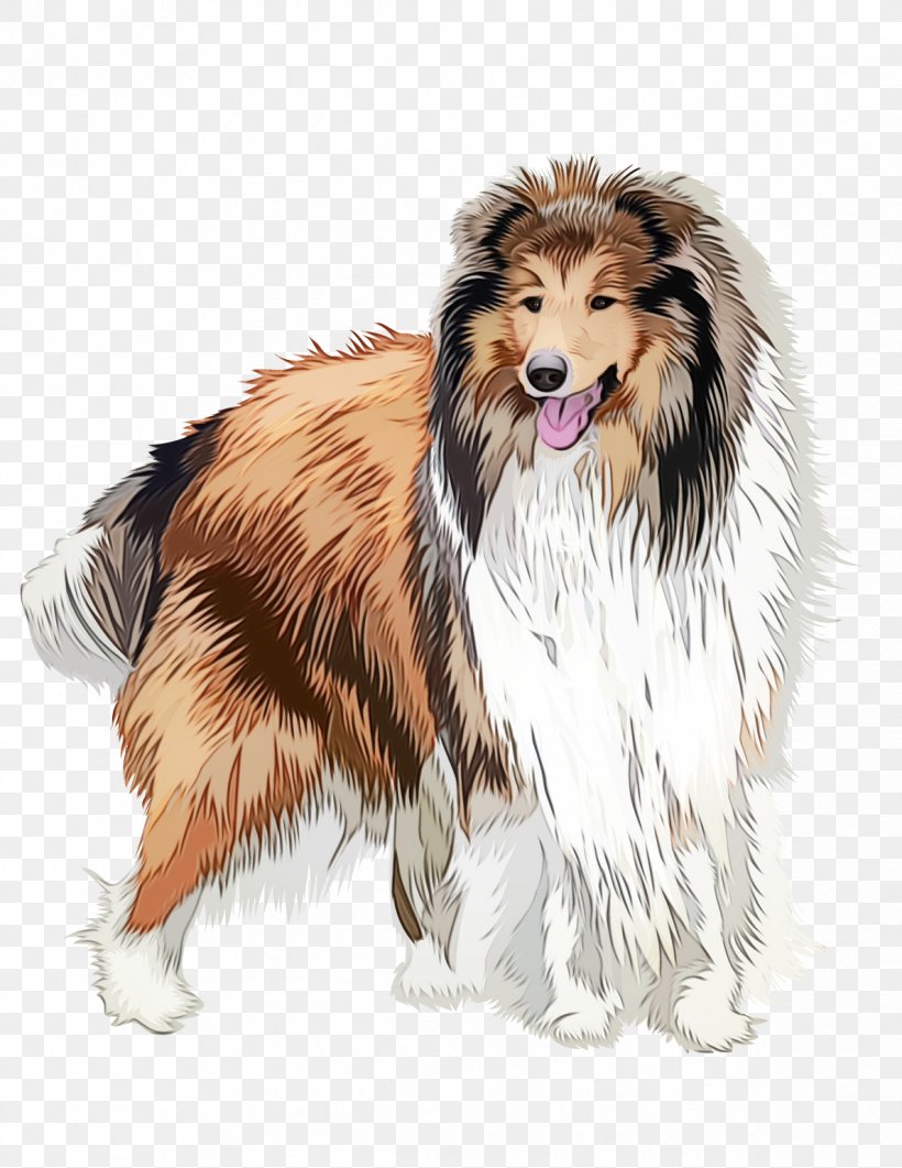 Dog Scotch Collie Rough Collie Shetland Sheepdog Collie, PNG, 1188x1538px, Watercolor, Collie, Dog, Dog Breed, Paint Download Free