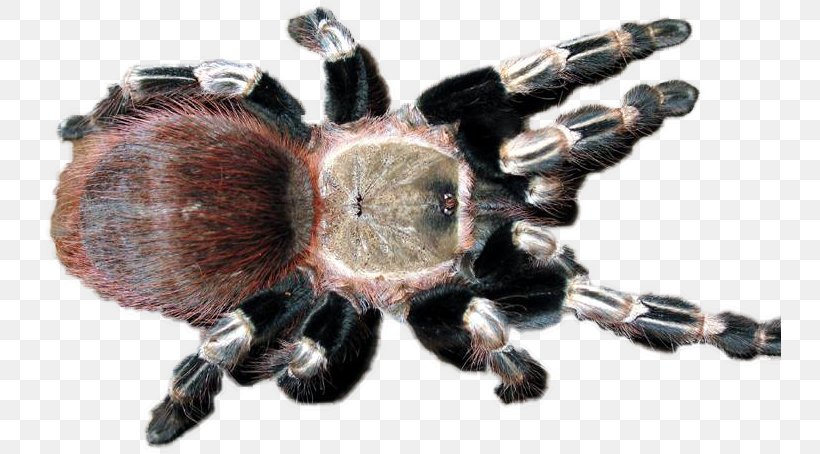 Tarantula, PNG, 742x454px, Tarantula, Arachnid, Arthropod, Invertebrate, Organism Download Free