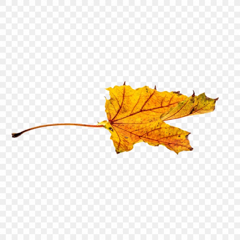 Autumn Leaf Color Clip Art, PNG, 900x900px, Autumn, Autumn Leaf Color, Color, Image File Formats, Image Resolution Download Free