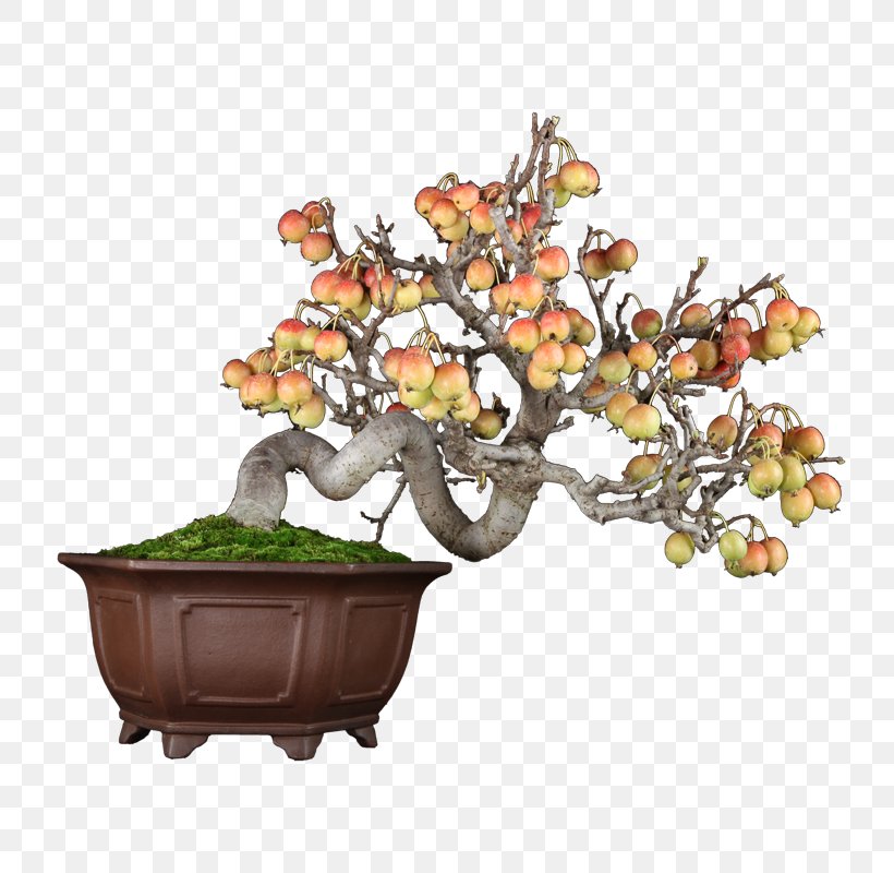 Chinese Sweet Plum Flowerpot Tree Sageretia, PNG, 800x800px, Chinese Sweet Plum, Bonsai, Flowerpot, Houseplant, Plant Download Free