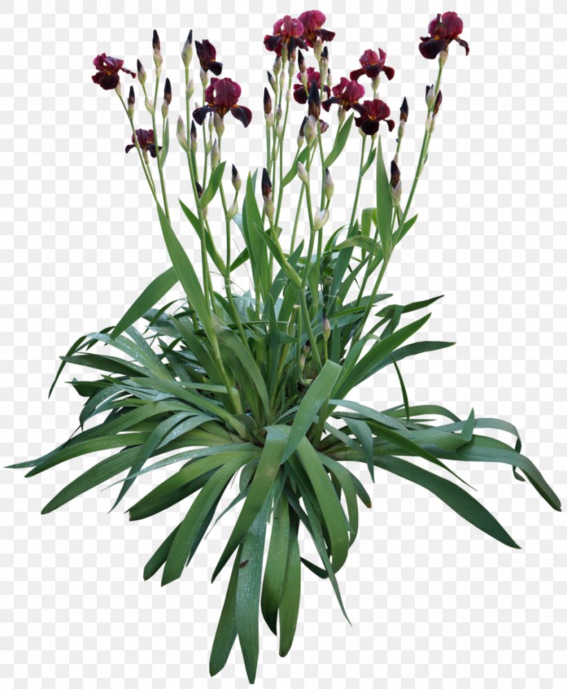 Irises Rhizome Cut Flowers Bulb Plant Stem, PNG, 950x1154px, Irises, Autumn, Bulb, Color, Cut Flowers Download Free