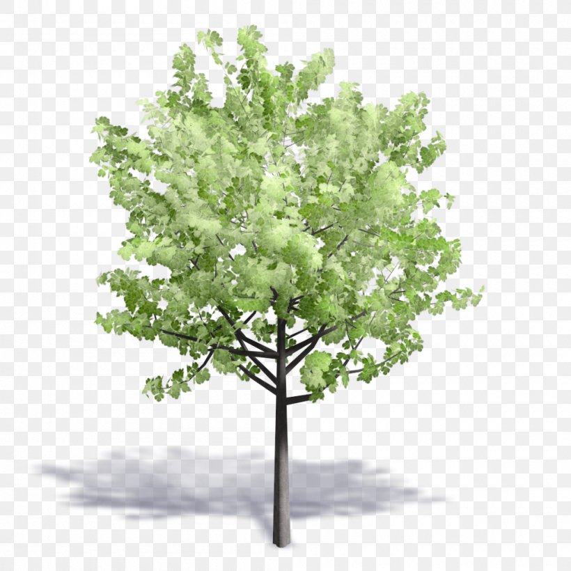 Leaf, PNG, 1000x1000px, Leaf, Branch, Plant, Tree, Woody Plant Download Free