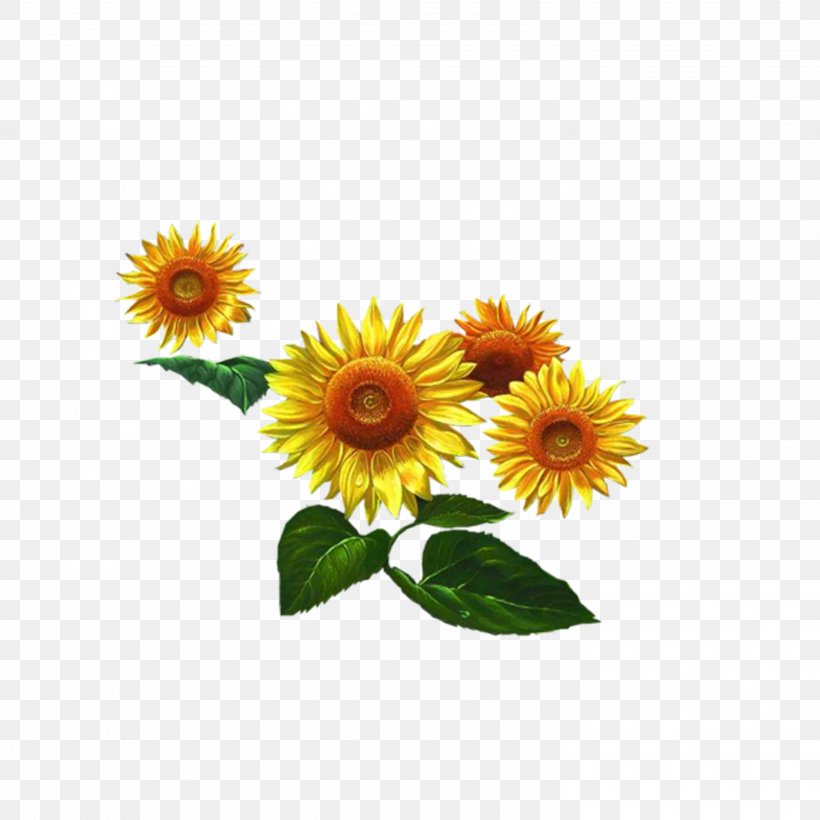 Common Sunflower Sunflower Seed, PNG, 2953x2953px, Common Sunflower, Cut Flowers, Daisy, Daisy Family, Floral Design Download Free