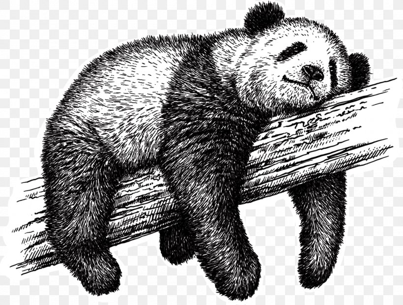 Giant Panda Drawing Royalty-free Sketch, PNG, 1000x757px, Giant Panda