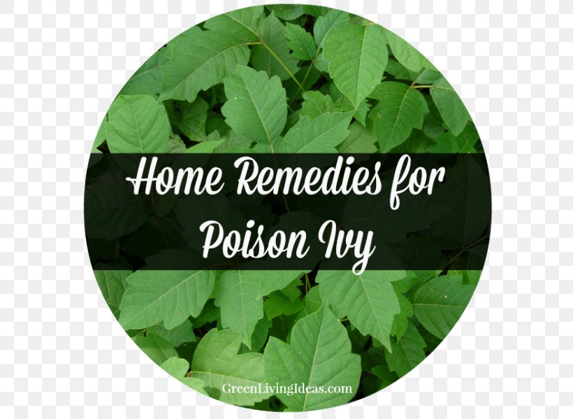 Poison Ivy Pacific Poison Oak Poison Sumac, PNG, 600x599px, Poison Ivy, Allergy, Cure, Grass, Green Download Free