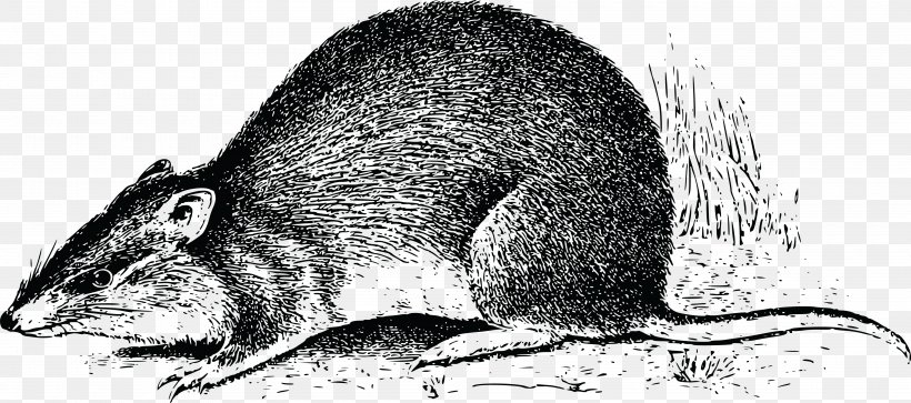 Rat Stock Photography Clip Art, PNG, 4000x1774px, Rat, Alamy, Australia, Black And White, Carnivoran Download Free