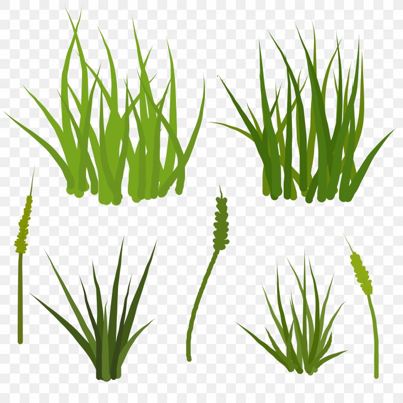 Sweet Grass Vetiver Wheatgrass Plant Stem Aquarium, PNG, 3333x3333px, Sweet Grass, Aquarium, Aquarium Decor, Chrysopogon, Chrysopogon Zizanioides Download Free