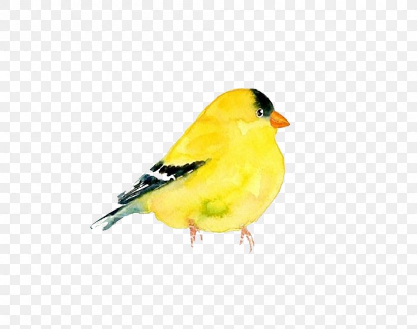 The Goldfinch Domestic Canary Bird Watercolor Painting Clip Art, PNG, 999x789px, Goldfinch, American Goldfinch, Artist, Beak, Bird Download Free