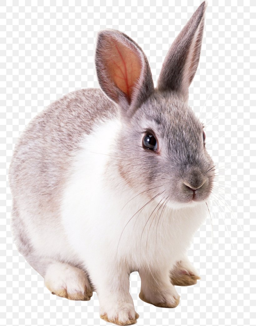 Easter Bunny Cottontail Rabbit European Rabbit, PNG, 768x1044px, Easter Bunny, Cottontail Rabbit, Display Resolution, Domestic Rabbit, European Rabbit Download Free
