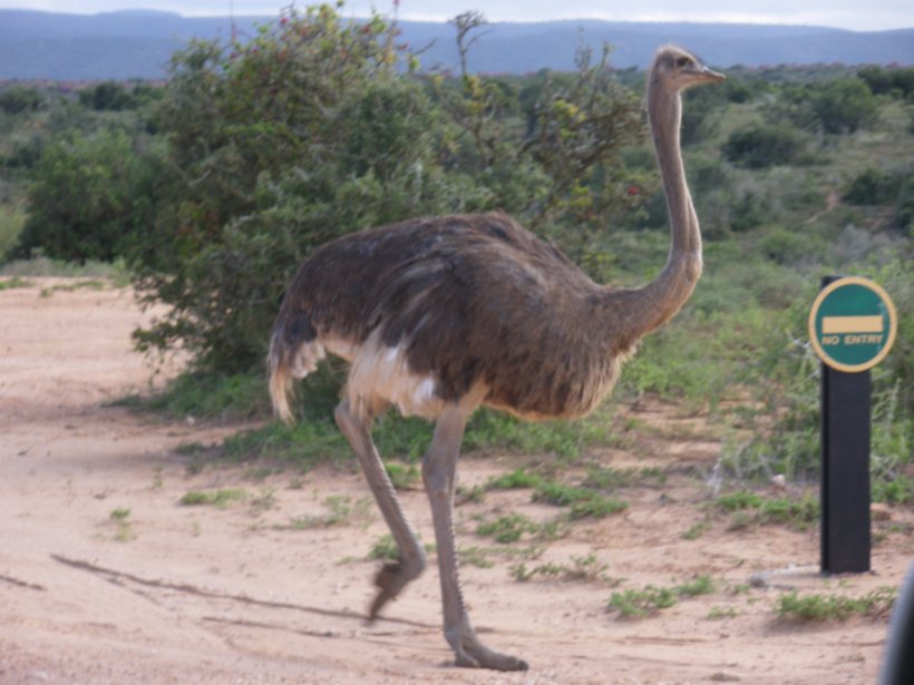 Emu Flightless Bird Southern Ostrich Ratite, PNG, 2048x1536px, Emu, Animal, Beak, Bird, Cassowary Download Free