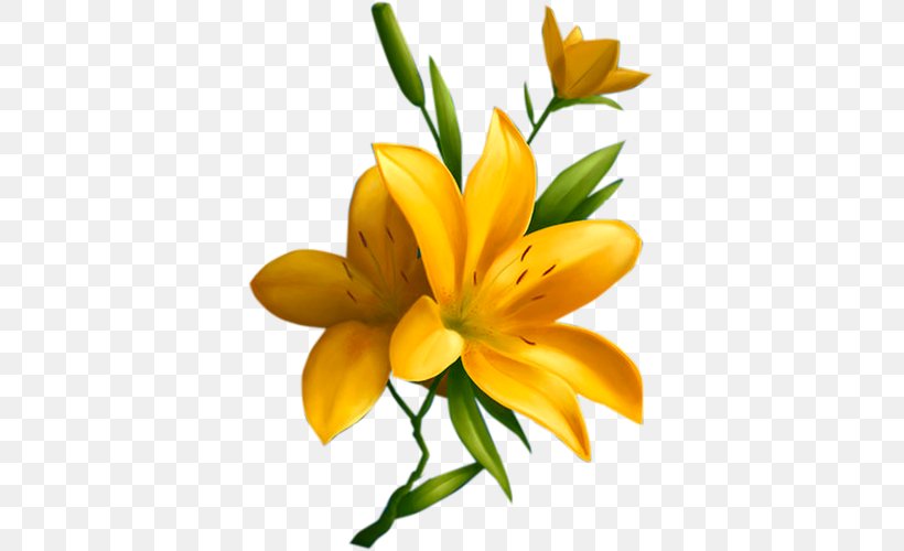 Flower Drawing Fleur-de-lis Lilium Bulbiferum, PNG, 371x500px, Flower, Cut Flowers, Drawing, Fleurdelis, Floristry Download Free
