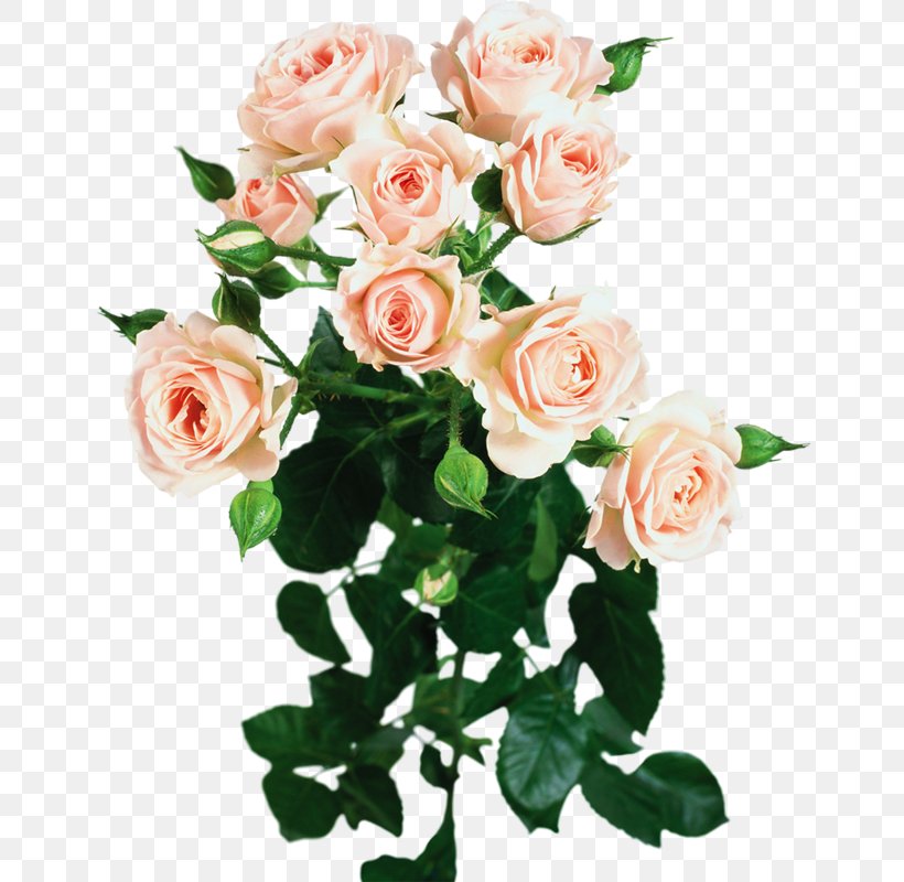 Garden Roses Flower, PNG, 659x800px, Rose, Artificial Flower, Cut Flowers, Floral Design, Floristry Download Free