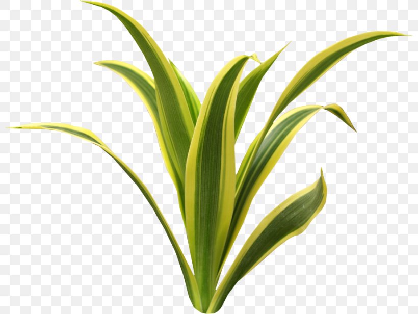 Seagrass Aquatic Plants Green, PNG, 800x616px, Seagrass, Aquatic Plants, Color, Commodity, Computer Software Download Free