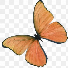 Butterfly - Ulysses Butterfly Insect PNG