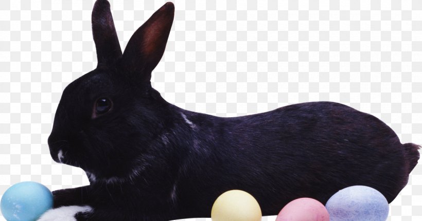 Easter Bunny Hare European Rabbit Domestic Rabbit, PNG, 1200x630px, Easter Bunny, Dog Breed, Dog Like Mammal, Domestic Rabbit, Easter Download Free