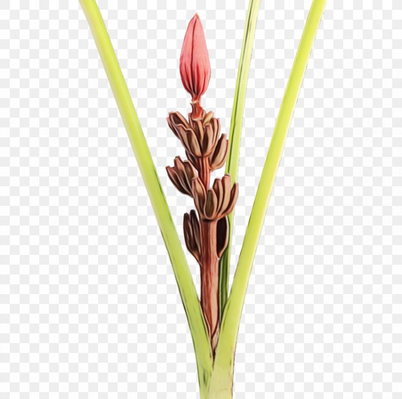 Flower Plant Grass Family Plant Stem Bud, PNG, 870x864px, Watercolor, Alismatales, Bud, Flower, Grass Family Download Free