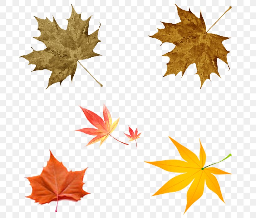 Image Drawing Leaf Autumn, PNG, 700x700px, Drawing, Art, Autumn, Autumn Leaf Color, Black Maple Download Free