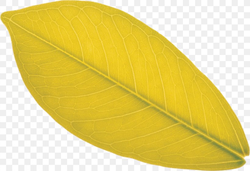 Leaf, PNG, 1280x875px, Leaf, Plant, Yellow Download Free