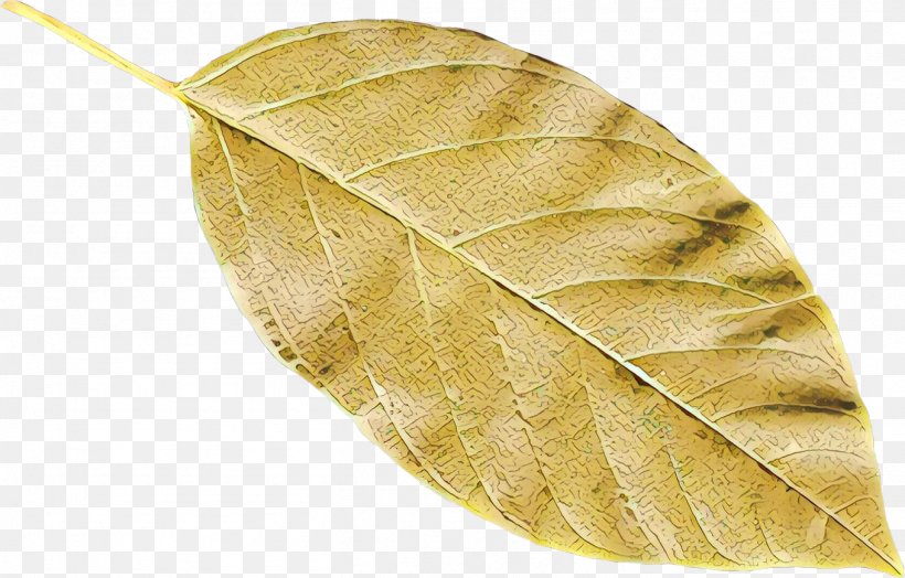 Leaf, PNG, 1359x870px, Leaf, Beech, Flower, Plant, Swamp Birch Download Free