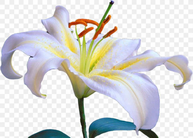 PaintShop Pro Lilium Polyphyllum Daylily Flower, PNG, 998x715px, Paintshop Pro, Cut Flowers, Daylily, Drawing, Flower Download Free