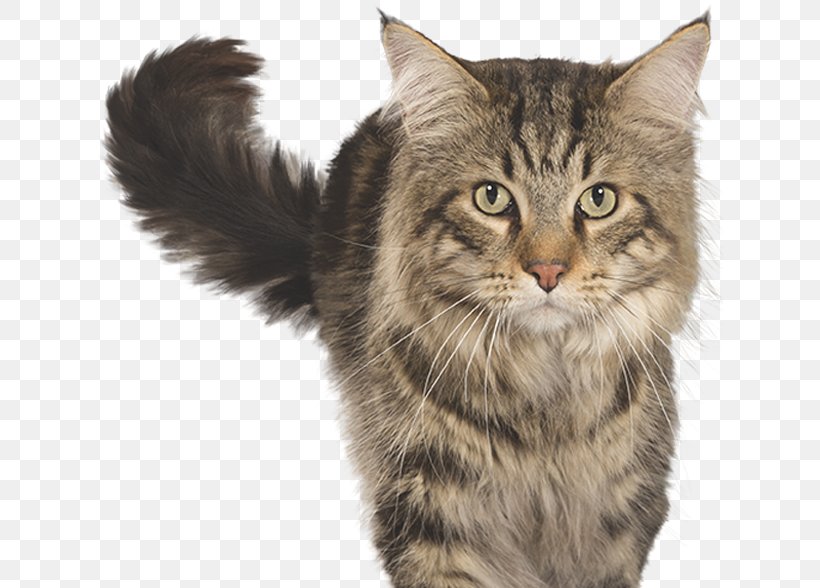 Pixie-bob Dragon Li Kurilian Bobtail Norwegian Forest Cat European Shorthair, PNG, 626x588px, Pixiebob, American Bobtail, American Wirehair, Asian Semi Longhair, Asian Semilonghair Download Free