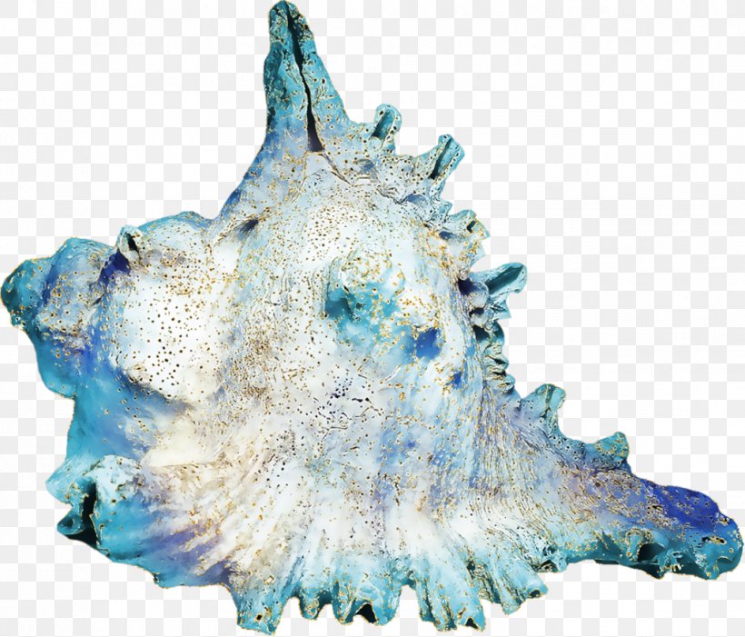 Seashell Conch Blue Horagai, PNG, 1019x872px, Seashell, Art, Blue, Charonia Tritonis, Conch Download Free