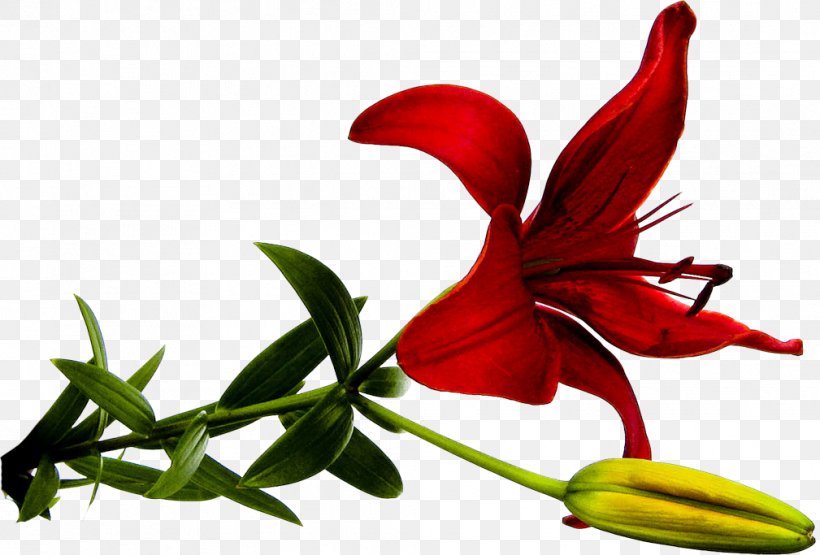 Lily Flower Clip Art Red, PNG, 1009x683px, Lily, Amaryllis, Amaryllis Belladonna, Cut Flowers, Flora Download Free