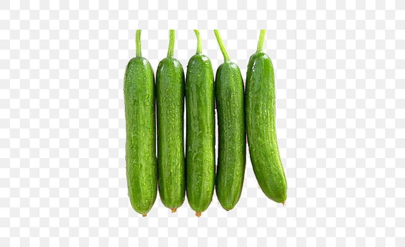 Pickled Cucumber Vegetable Fruit Food, PNG, 500x500px, Pickled Cucumber, Cucumber, Cucumber Gourd And Melon Family, Cucumis, Egg Download Free