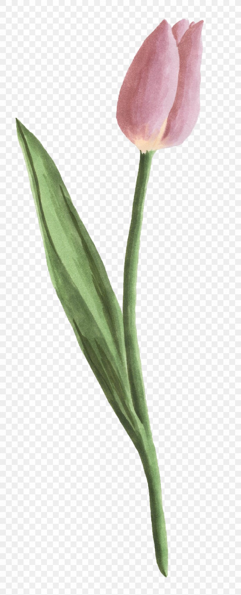 Tulip Petal, PNG, 1262x3113px, Tulip, Designer, Flower, Flowering Plant, Leaf Download Free