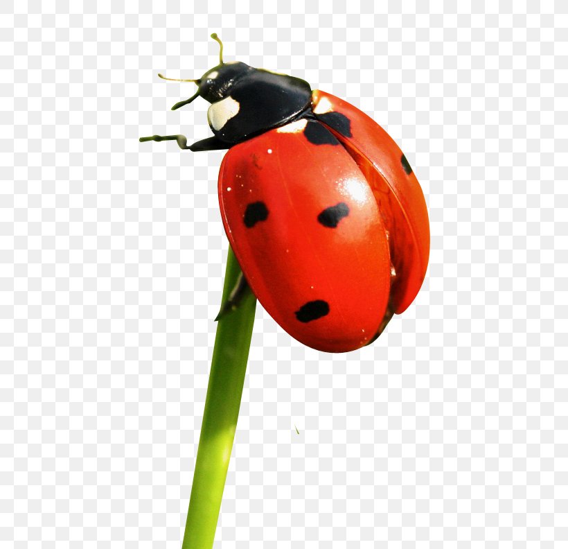 Ladybird Icon, PNG, 532x792px, Common Furniture Beetle, Anobium, Arthropod, Beetle, Fruit Download Free