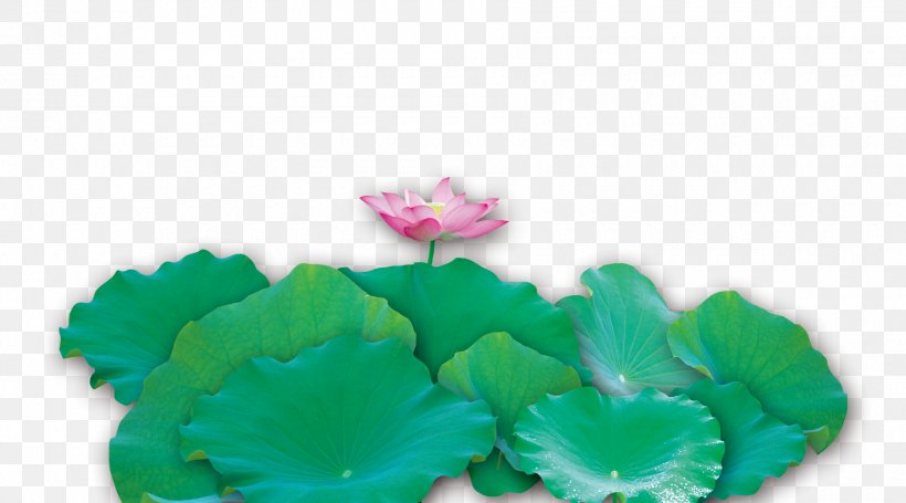 Nelumbo Nucifera Lotus Effect Leaf, PNG, 1800x1000px, Nelumbo Nucifera, Flower, Green, Leaf, Lotus Effect Download Free