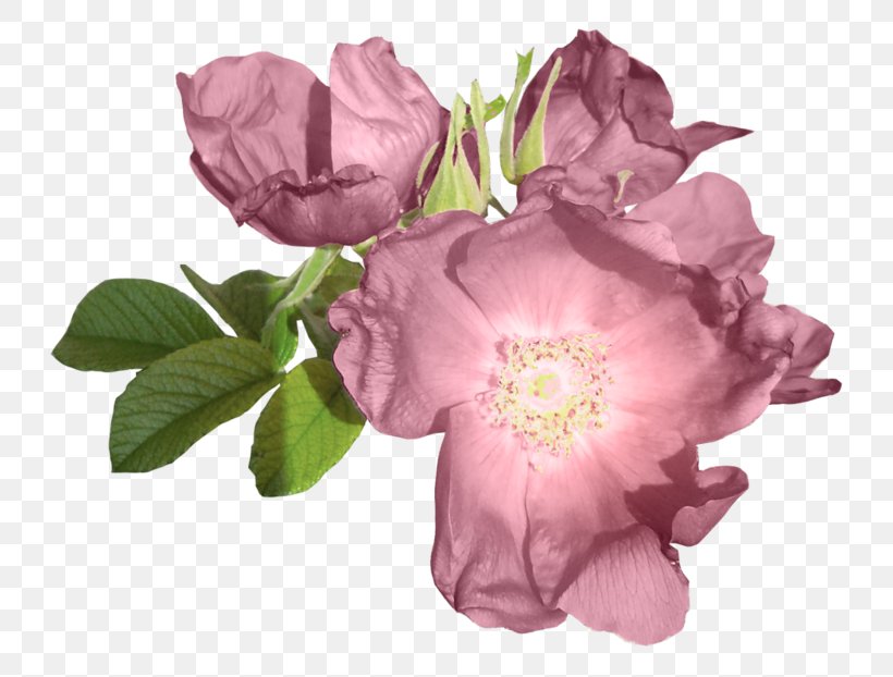 Centifolia Roses Garden Roses Purple Flower, PNG, 800x622px, Centifolia Roses, Cut Flowers, Floribunda, Flower, Flowering Plant Download Free