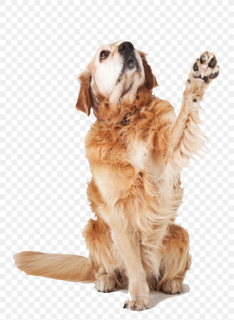 Golden Retriever Puppy Dog Breed Companion Dog, PNG, 764x1122px, Golden Retriever, Assistance Dog, Carnivoran, Companion Dog, Dog Download Free